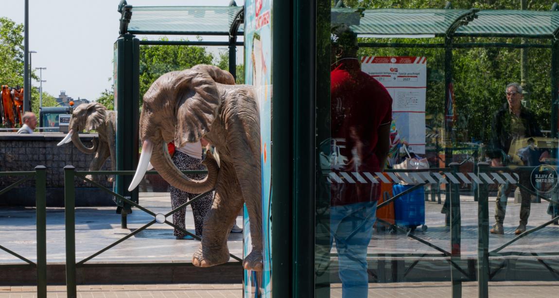 Vue latérale rapprochée d'un abribus aménagé avec une installation publicitaire en relief (3D). L'avant du corps d'un éléphant grandeur nature émerge physiquement de la paroi de l'affiche publicitaire, trompe enroulée vers le bas et défenses blanches bien visibles. À travers les vitres de l'aubette, on aperçoit des passagers qui attendent, ainsi qu'une seconde réplique d'éléphant installée un peu plus loin sur l'espace piétonnier.