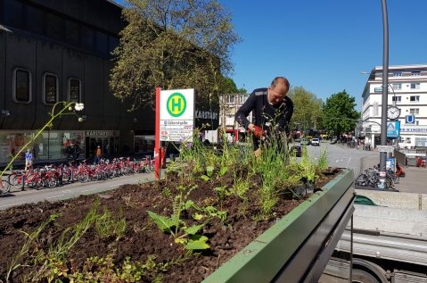 Wall - Toits végétalisés - Hambourg - Biodiversité