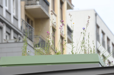 Wall - Toits végétalisés - Hambourg - Biodiversité