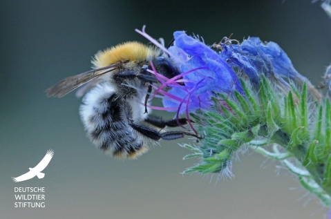Wall - Toits végétalisés - Hambourg - Biodiversité