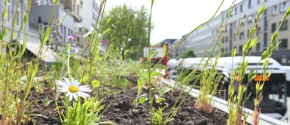 Wall - Toits végétalisés - Hambourg - Biodiversité