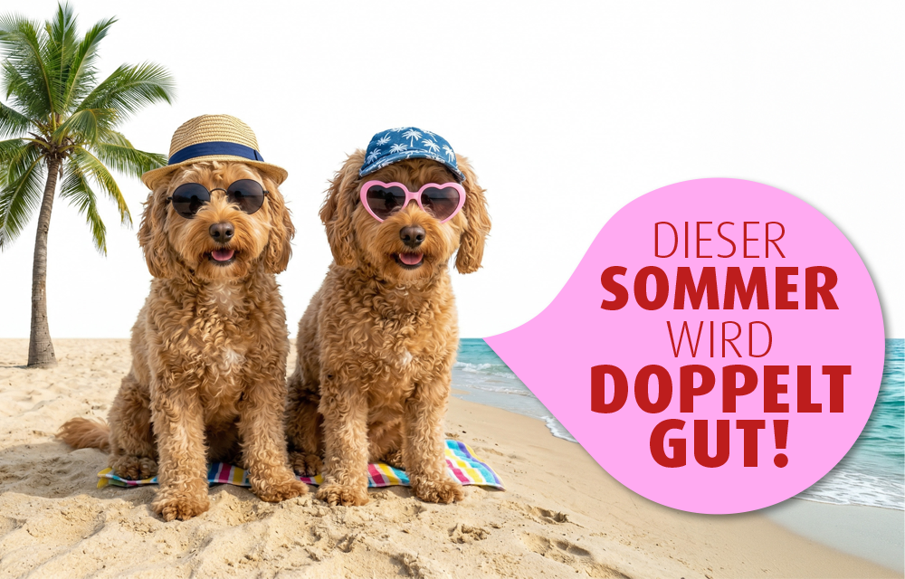 Sommeraktion 2026